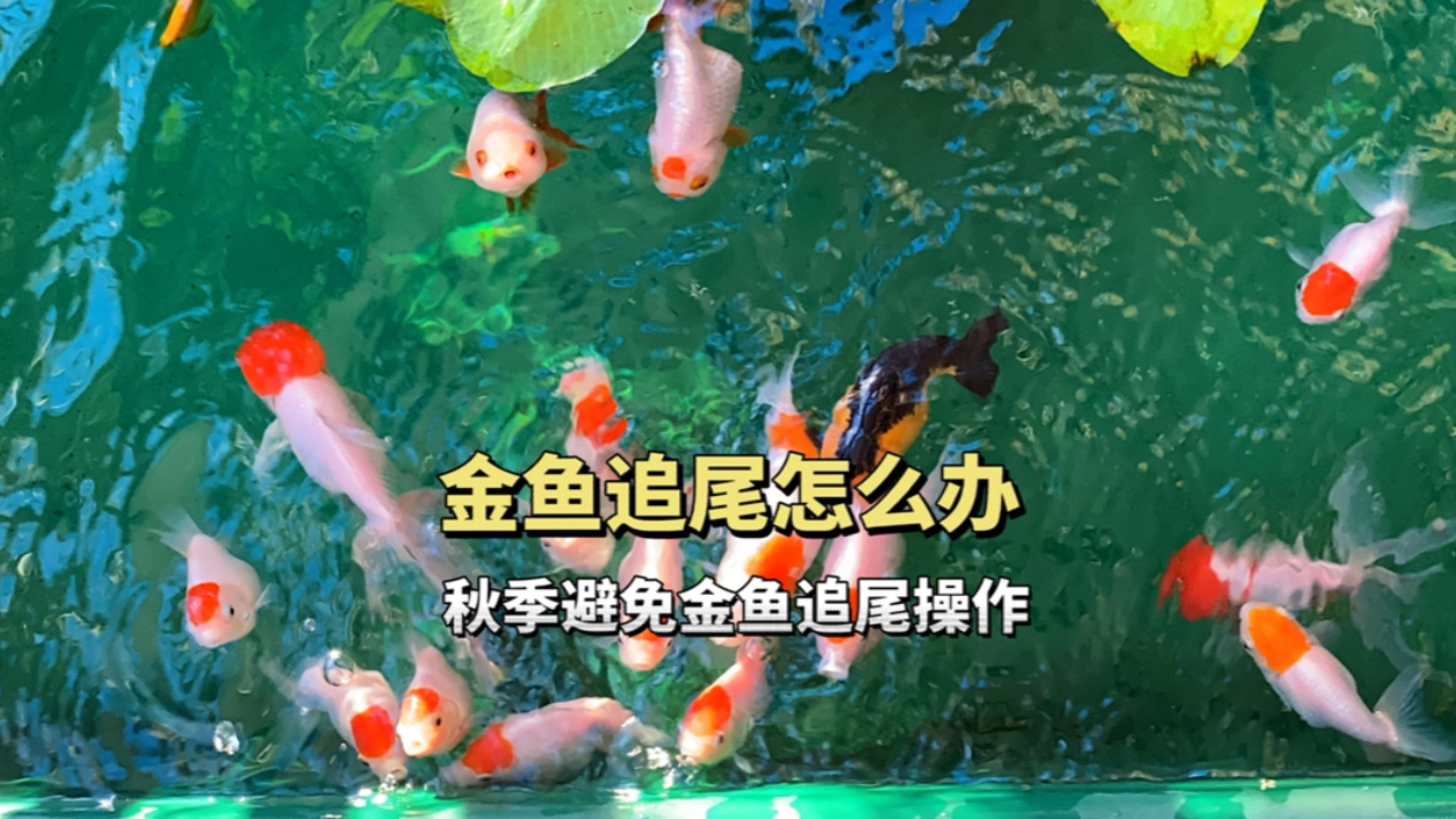 秋季金鱼追尾怎么办?秋季避免金鱼繁殖的操作