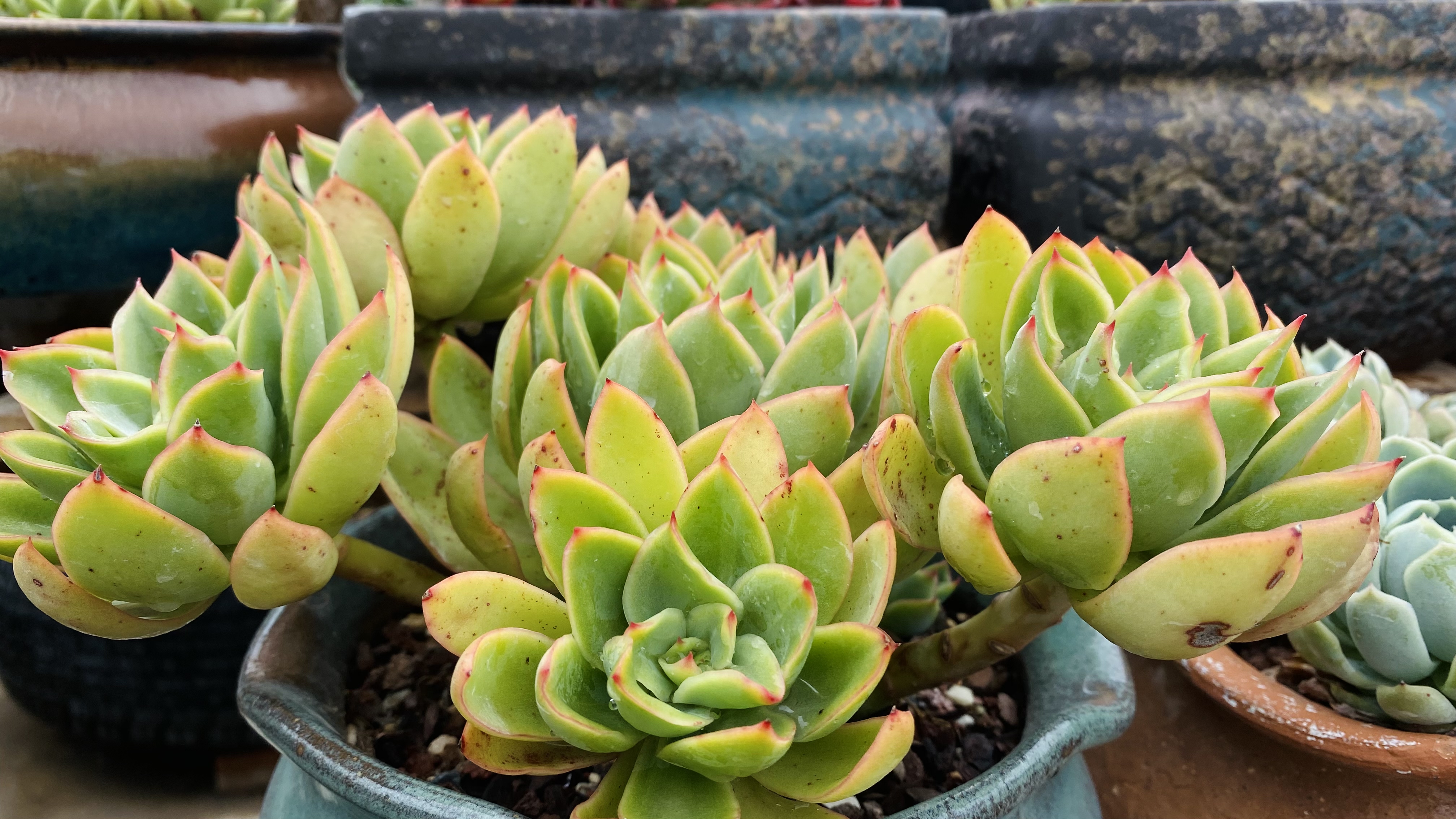 养残的艳日辉缓过来了,春天上盆的多肉个个精神饱满