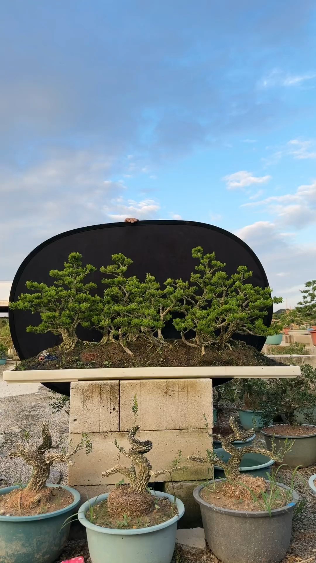 有盆一景 骨架大丛林 雀舌黄杨盆景