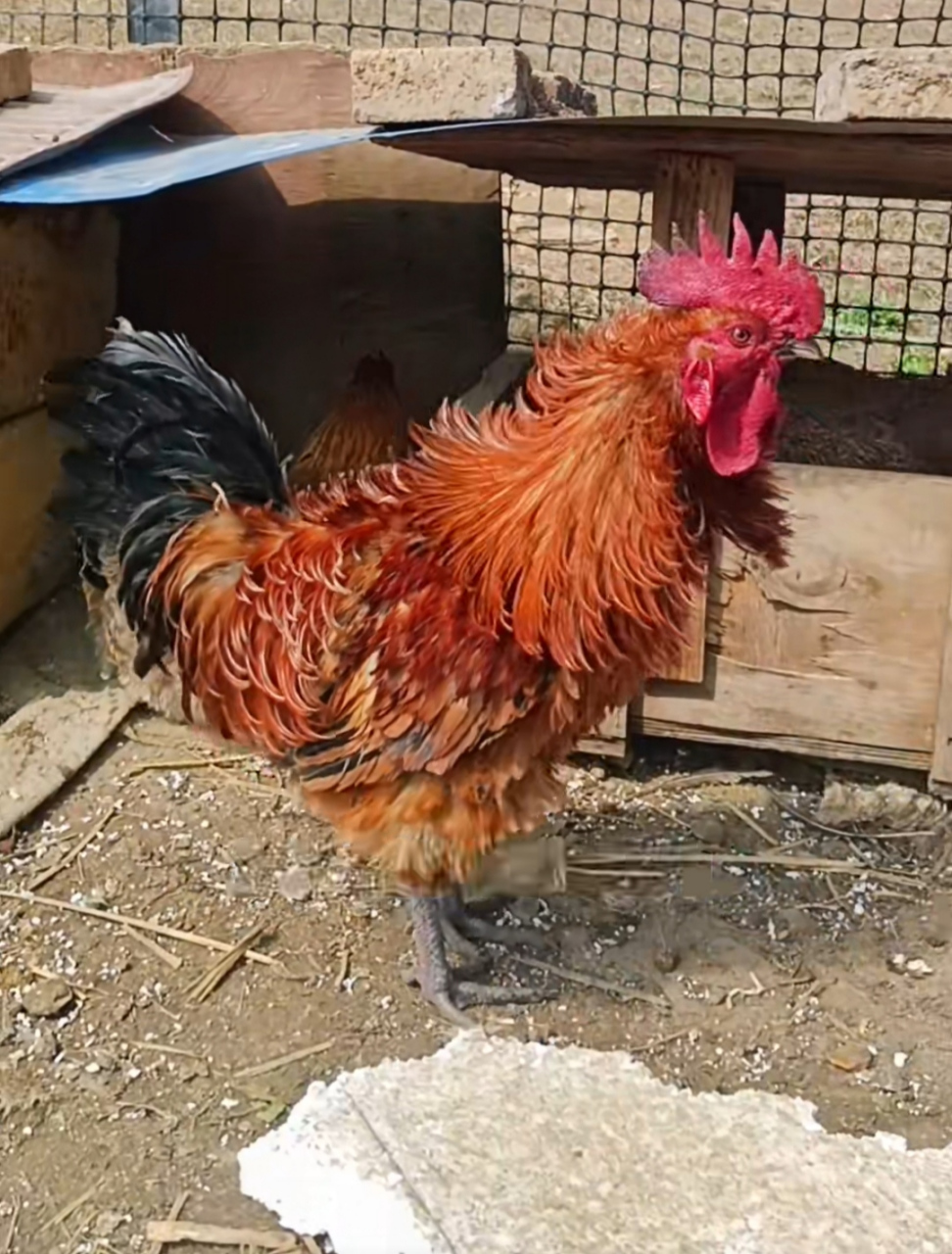 看这只卷毛的大公鸡真漂亮,这让我想到,为什么我总觉得动物们公的好看