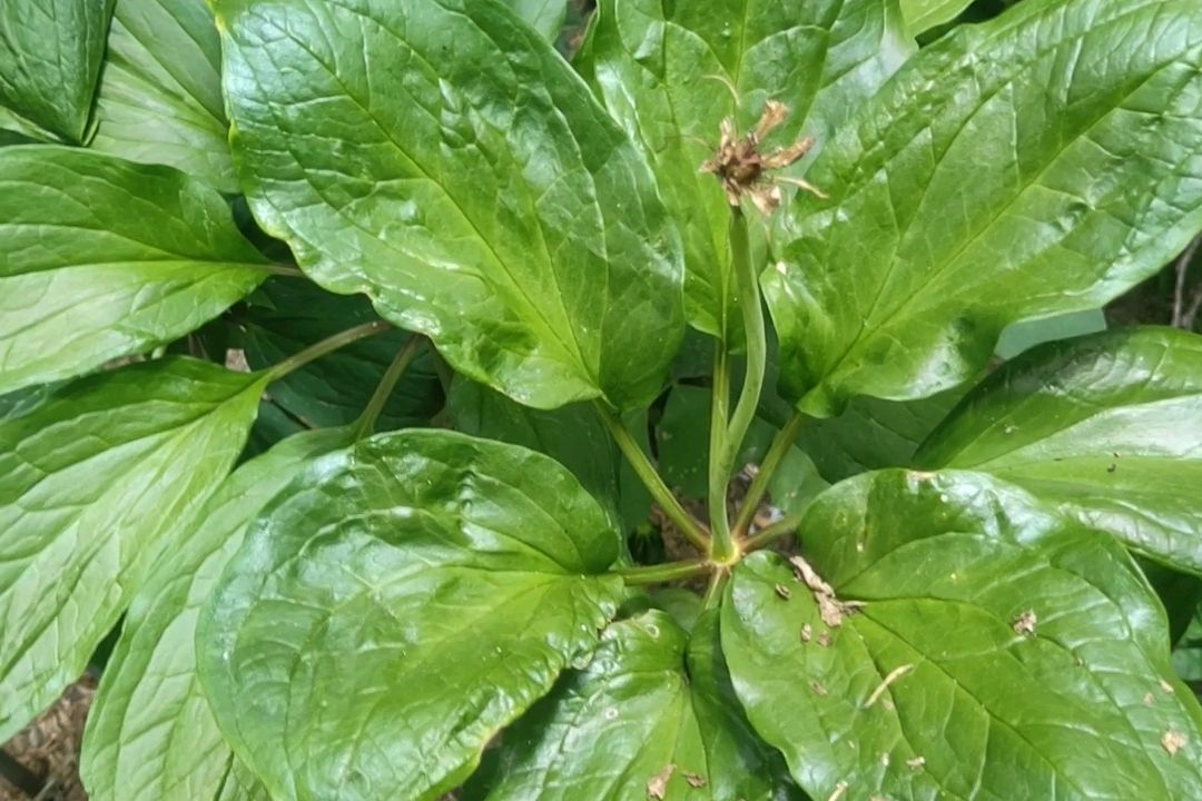 农村种啥药材赚钱(在农村种植什么药材比较不愁销售)