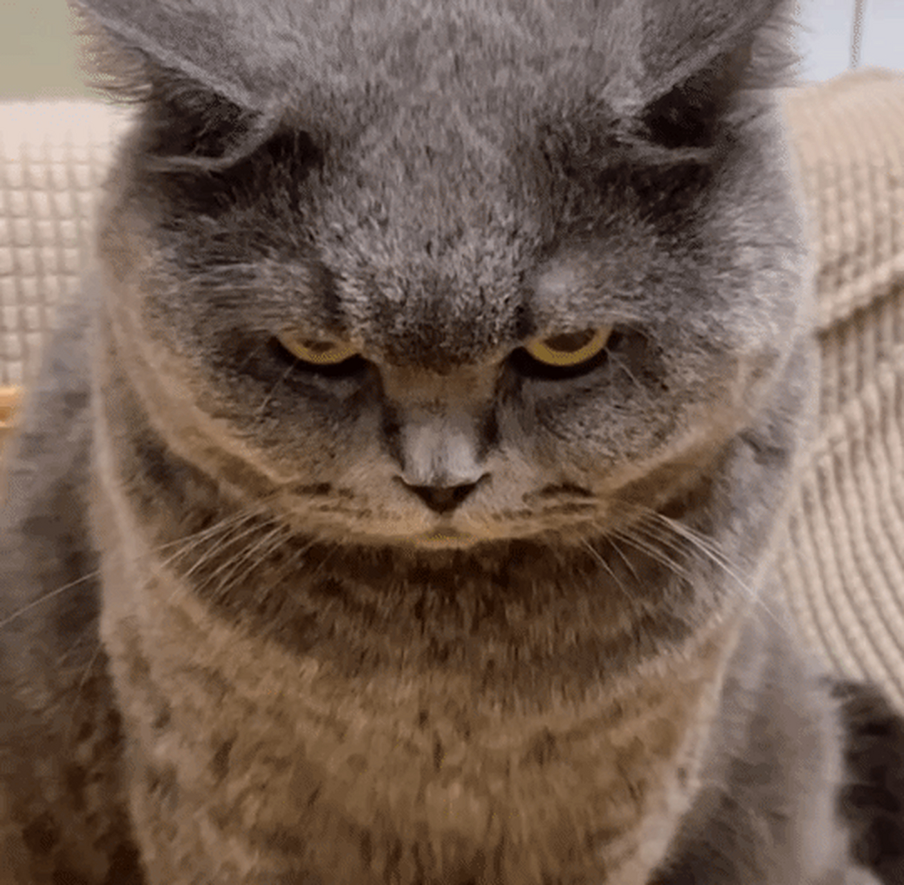 来自肥蓝的死亡凝视#搞笑# #搞笑萌宠