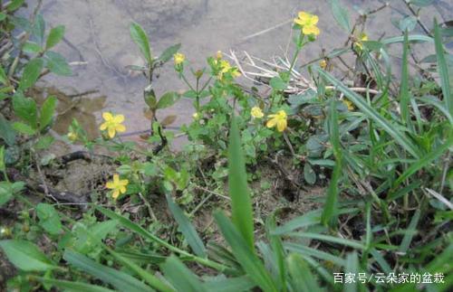 路邊一野草,人稱