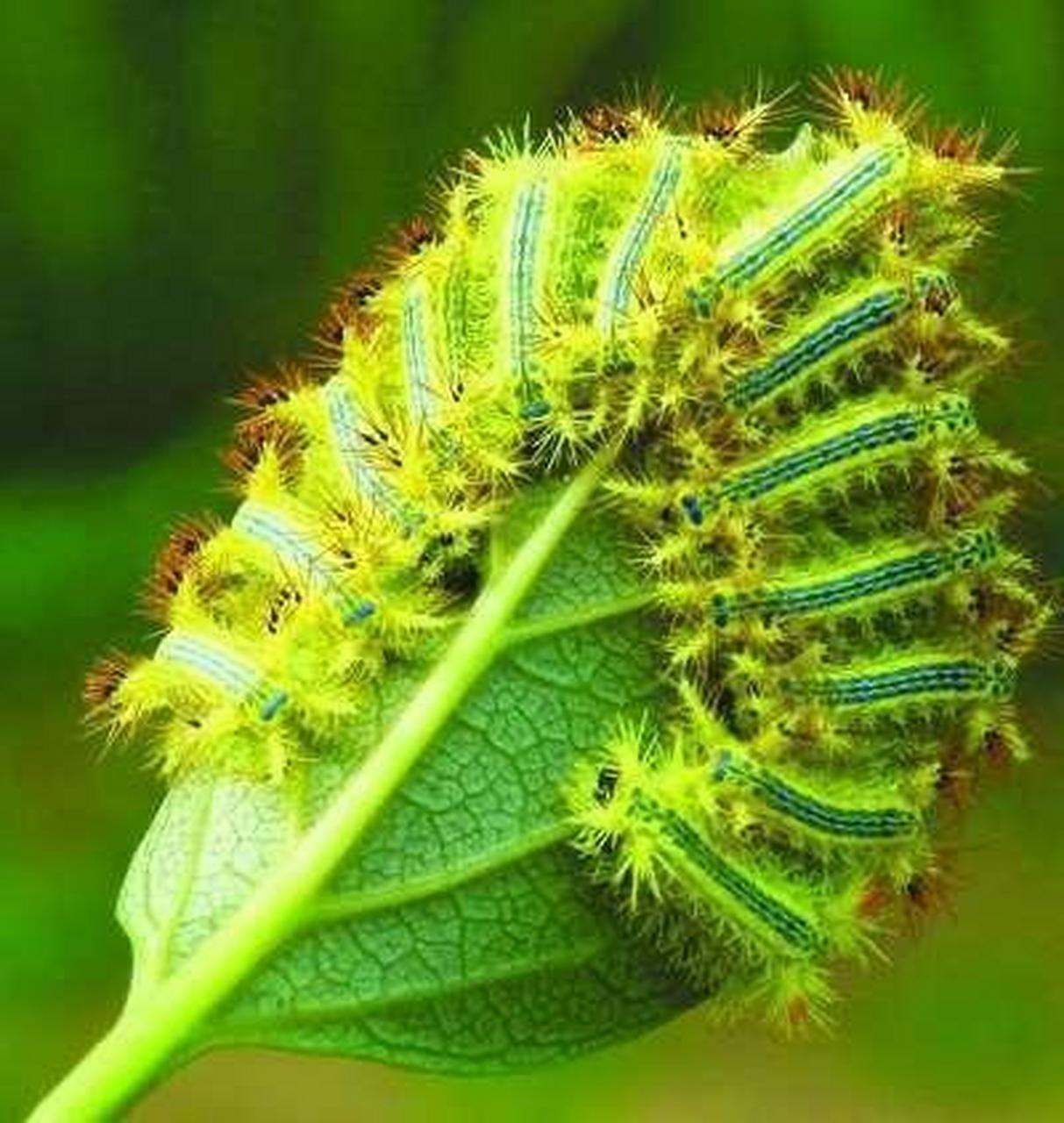 这种毛毛虫叫"洋辣子",是农业最大害虫,喜欢吃农作物!#动态创作月