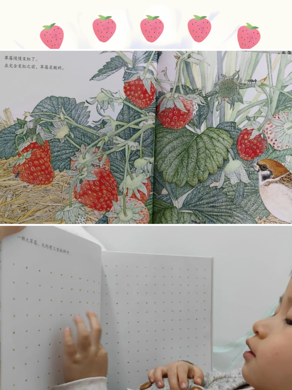 自从看了绘本《草莓》,我就和娃走上了种草莓之路.