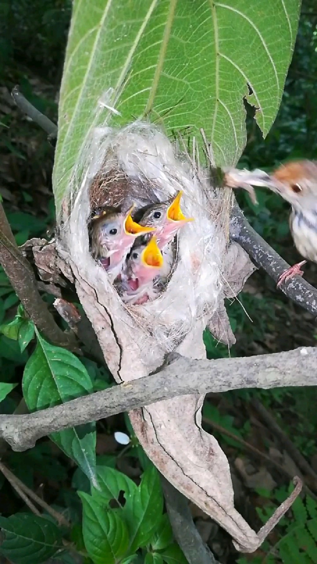 树叶里的鸟窝