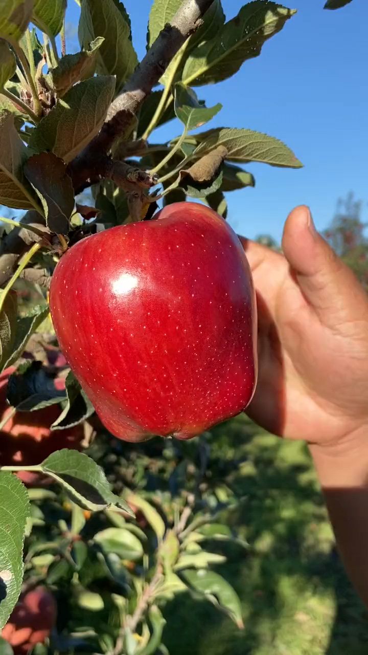 天水的花牛苹果,个大饱满!