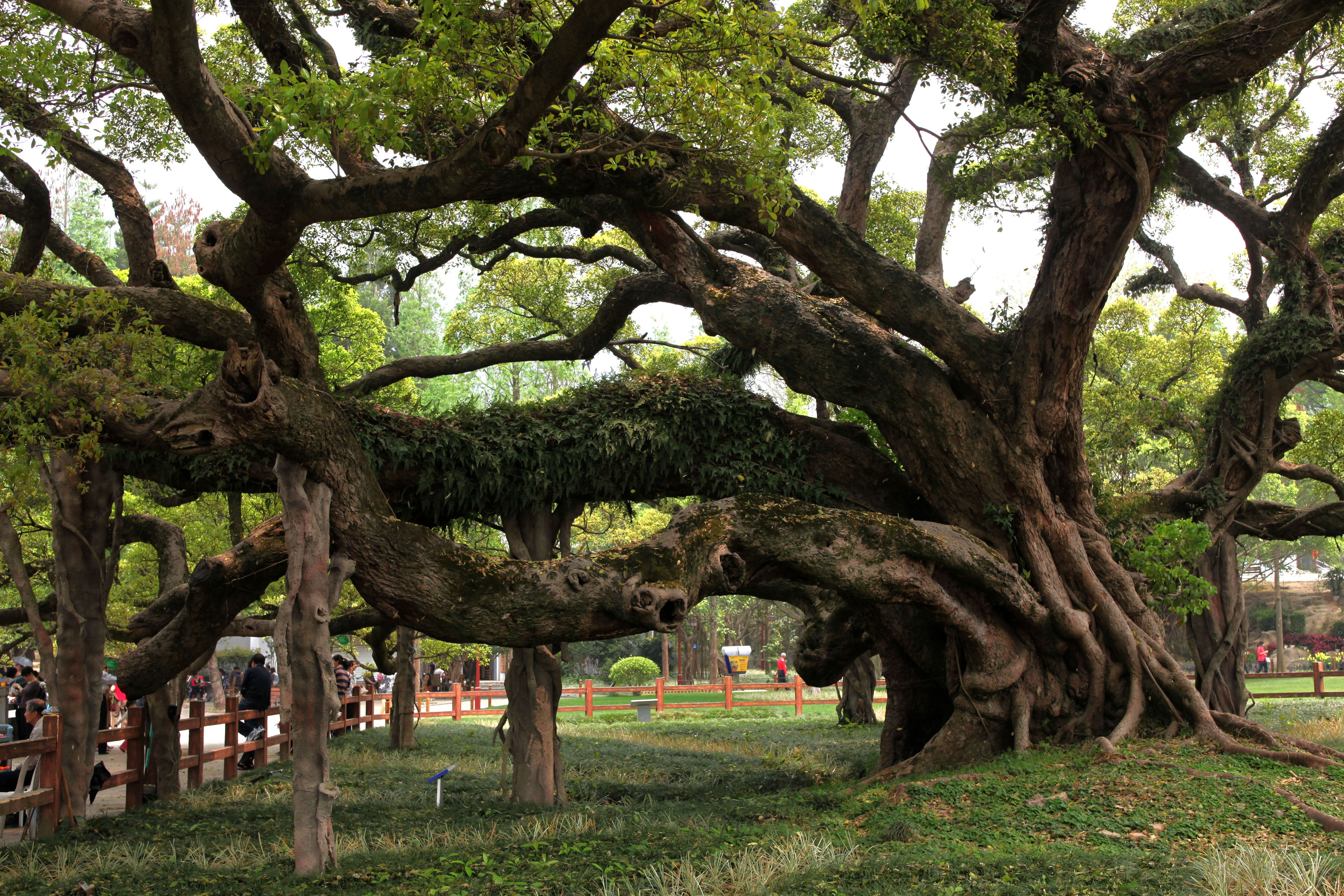 福州千年榕树王
