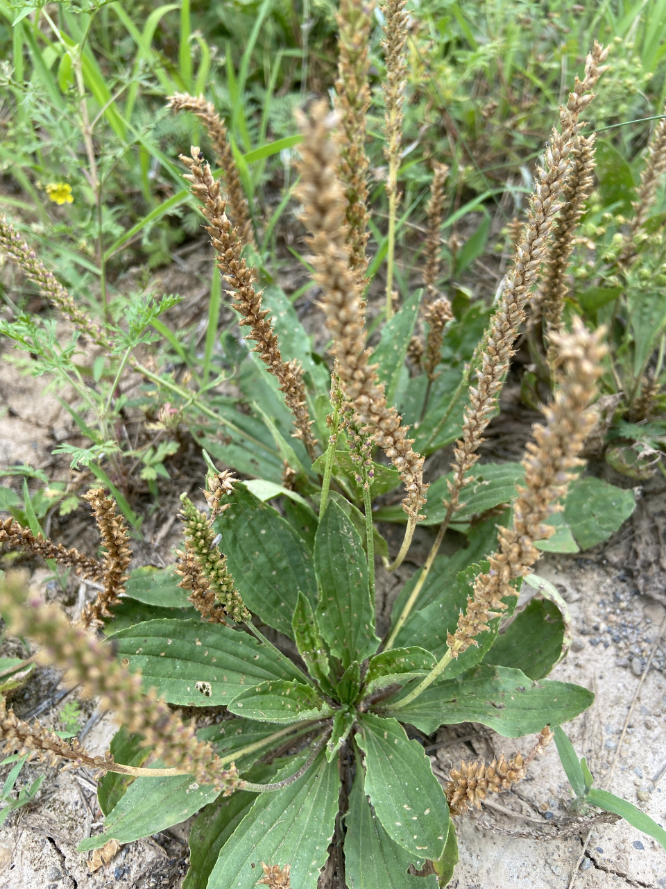 周南.芣苢》  采采 芣苢,薄言采之.采采芣苢,薄言有之.