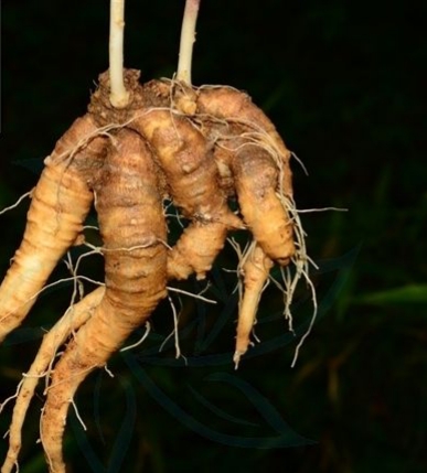 "四叶参"是一种什么样的植物