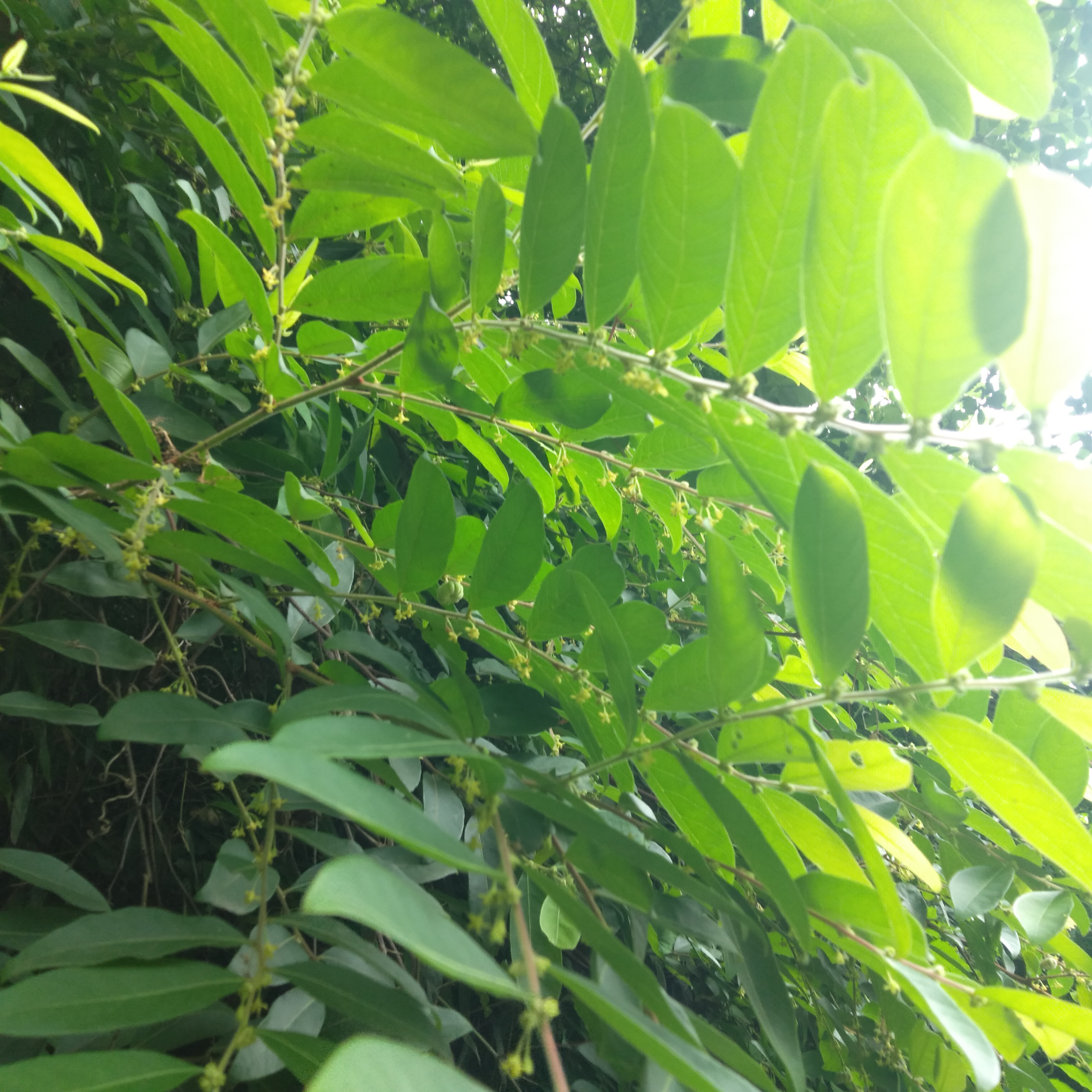 算盘子,一味草药,果如其名,花细嫩香,用处多多!