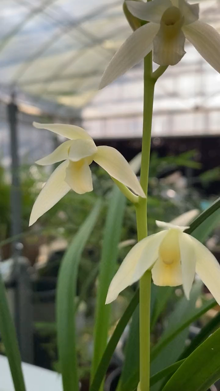 建兰漓江雪花色如雪白
