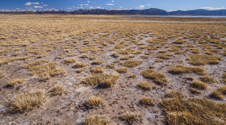 盐碱地为何长不出庄稼呢?