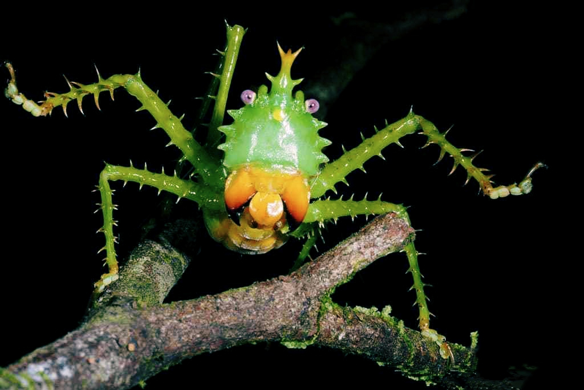 每天认识一种昆虫——鬼王螽斯 鬼王螽斯别名额斑刺股草螽,原产于南美