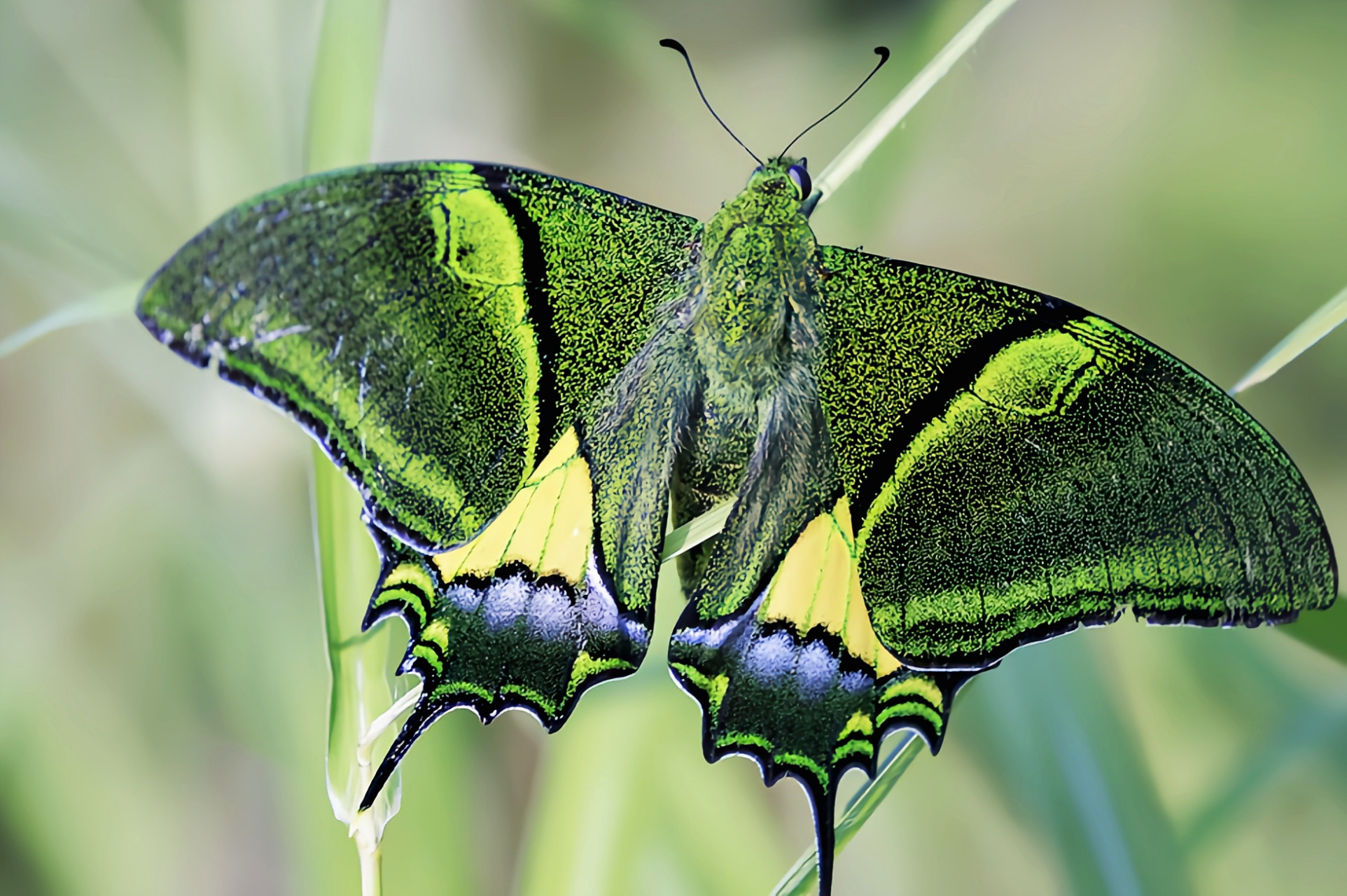 每天认识一种动物——金带喙凤蝶 金带喙凤蝶别名皇喙凤蝶,原产于亚洲