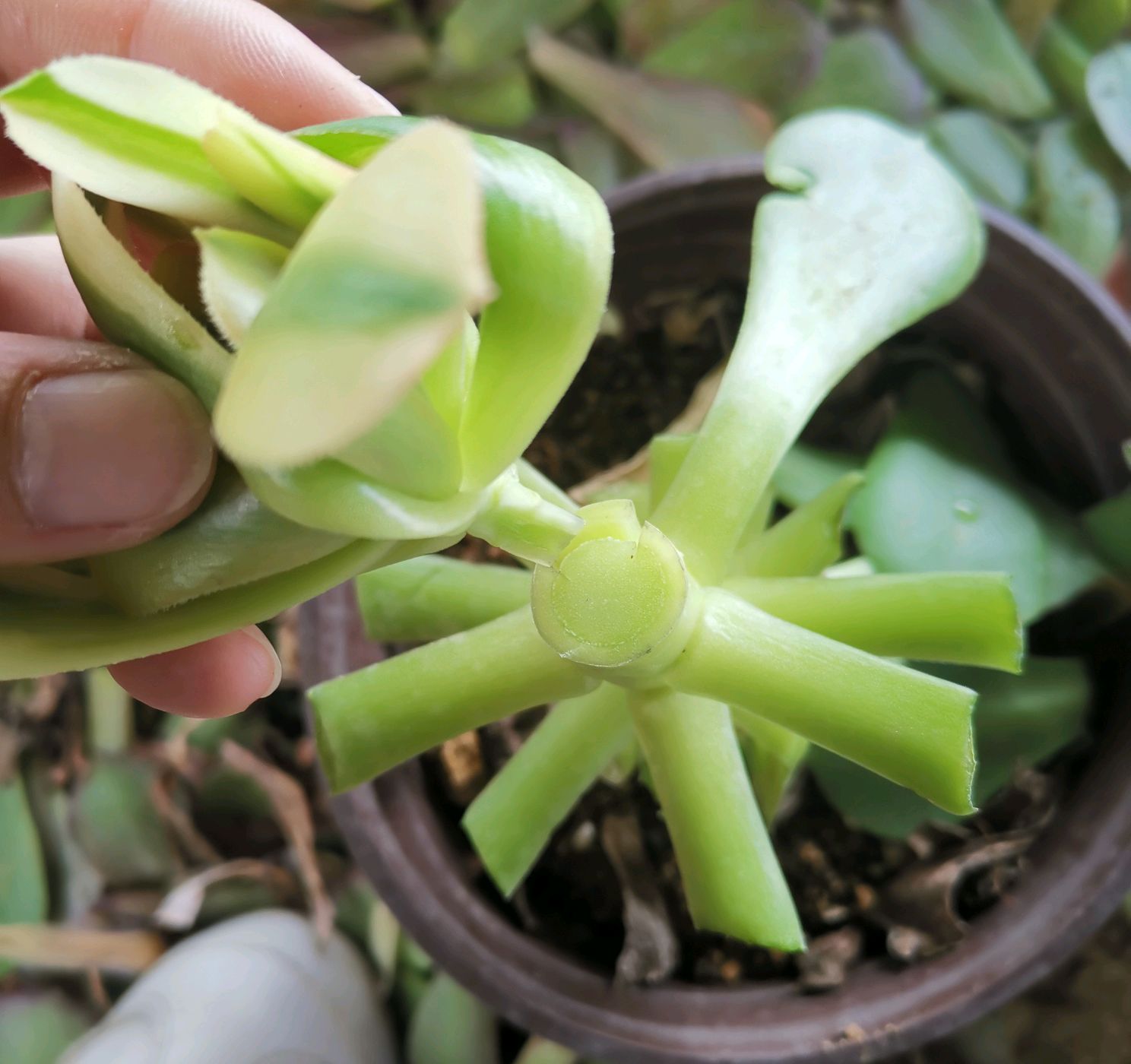 多肉植物法师嫁接