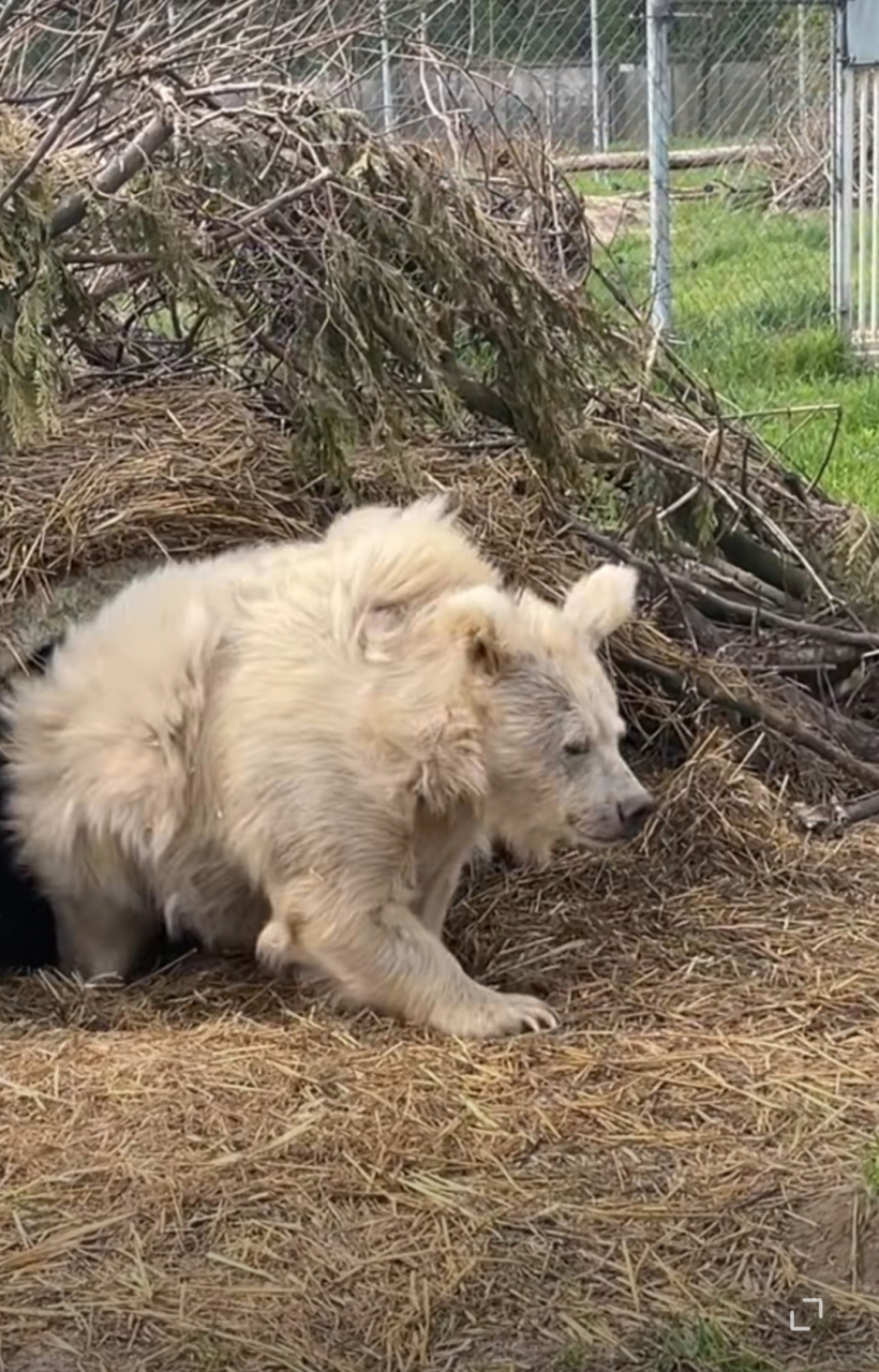 一只从冬眠中苏醒的熊,像极了每天早起上班的我本人  网友:长得极其潦