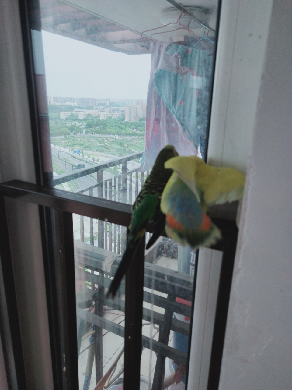 我居然看到两个月的小鹦鹉在踩背![惊哭] 我都惊呆了⊙66⊙!