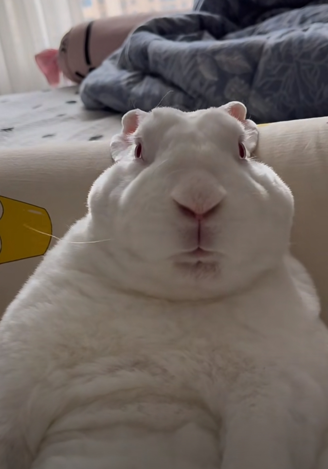 仓鼠的死亡凝视[笑哭]#搞笑