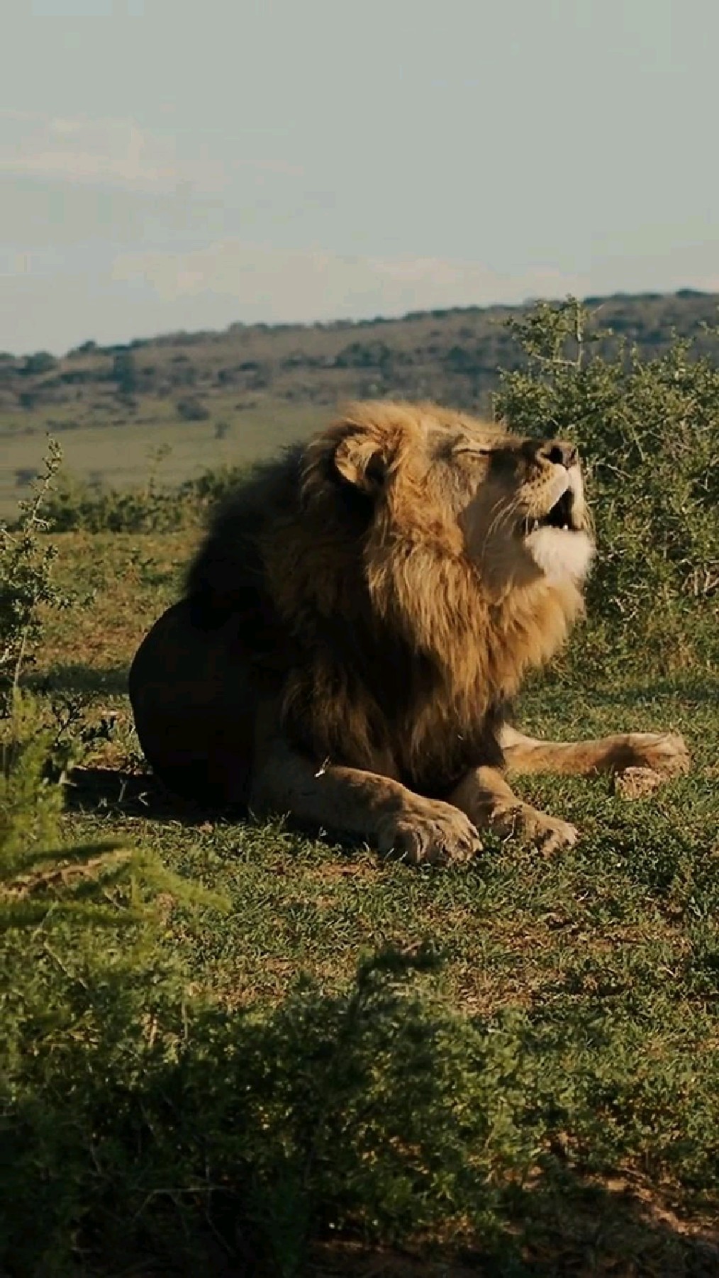 清晨醒来吼叫的雄狮