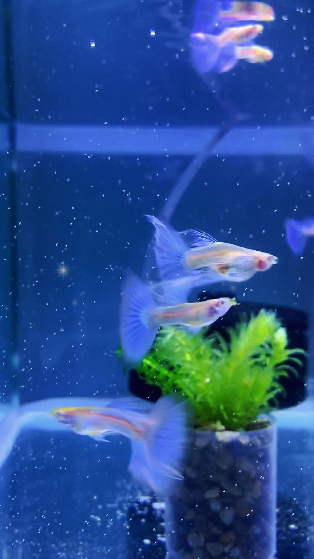 蓝白蝶翼大c孔雀鱼