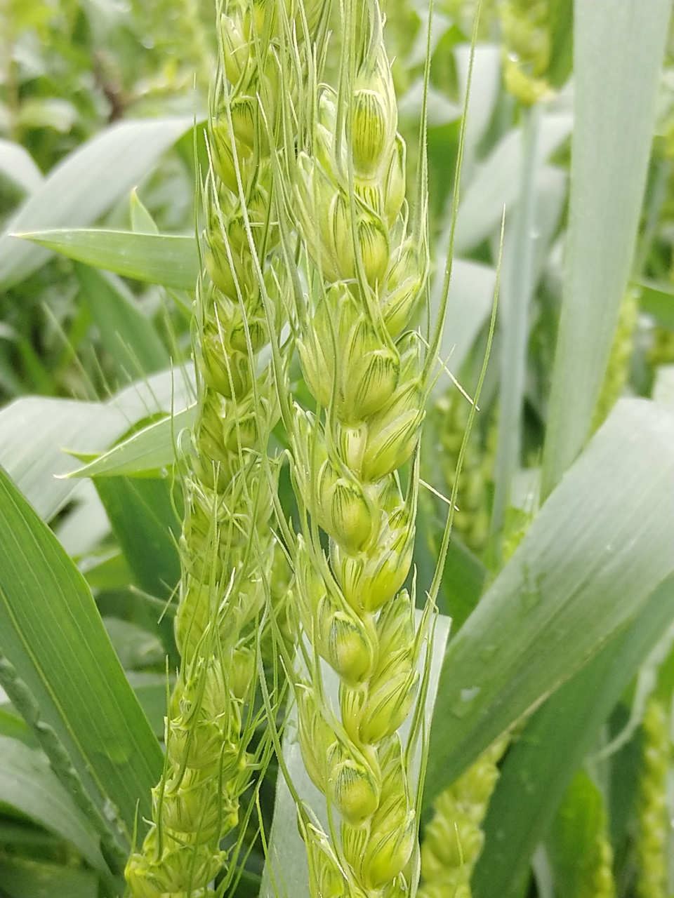 这是水稻还是麦子,有认识的吗?