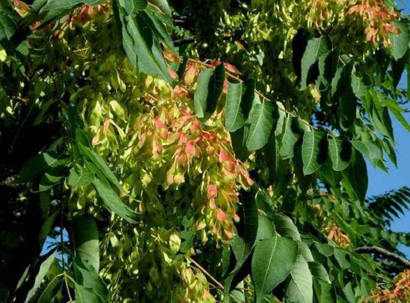 农村常见的臭椿树的学名是什么?