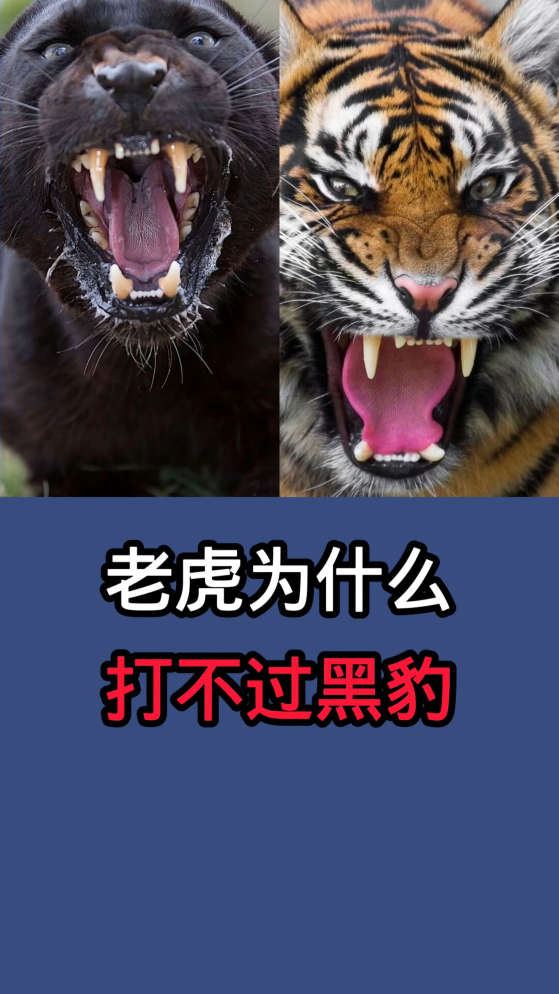 东北虎vs黑豹图片