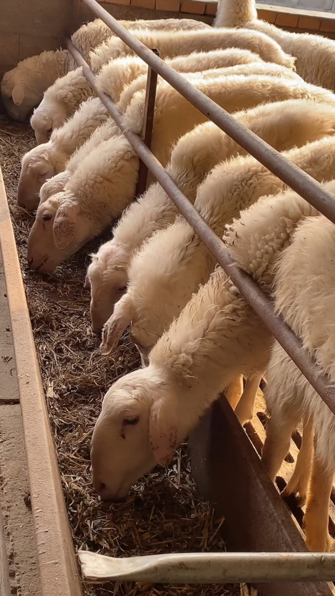 精品湖羊头胎小母羊