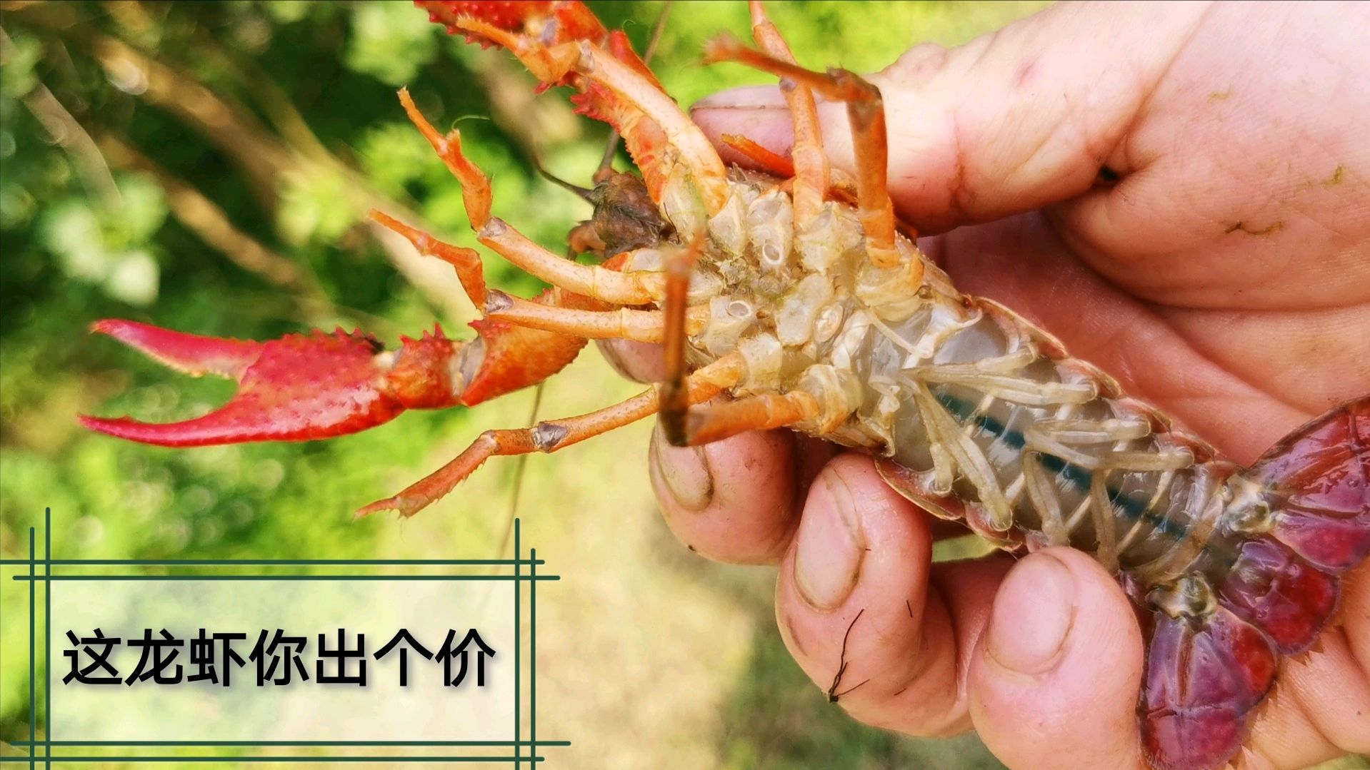 这么干净的小龙虾,你觉得多少钱一斤?13个地笼8斤货