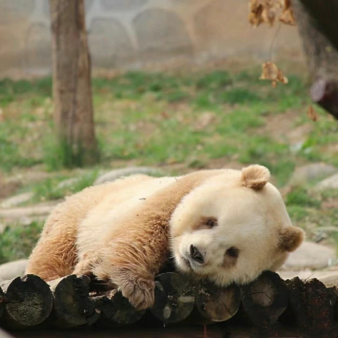 考古七仔小时候,太可爱了[心][心][心]