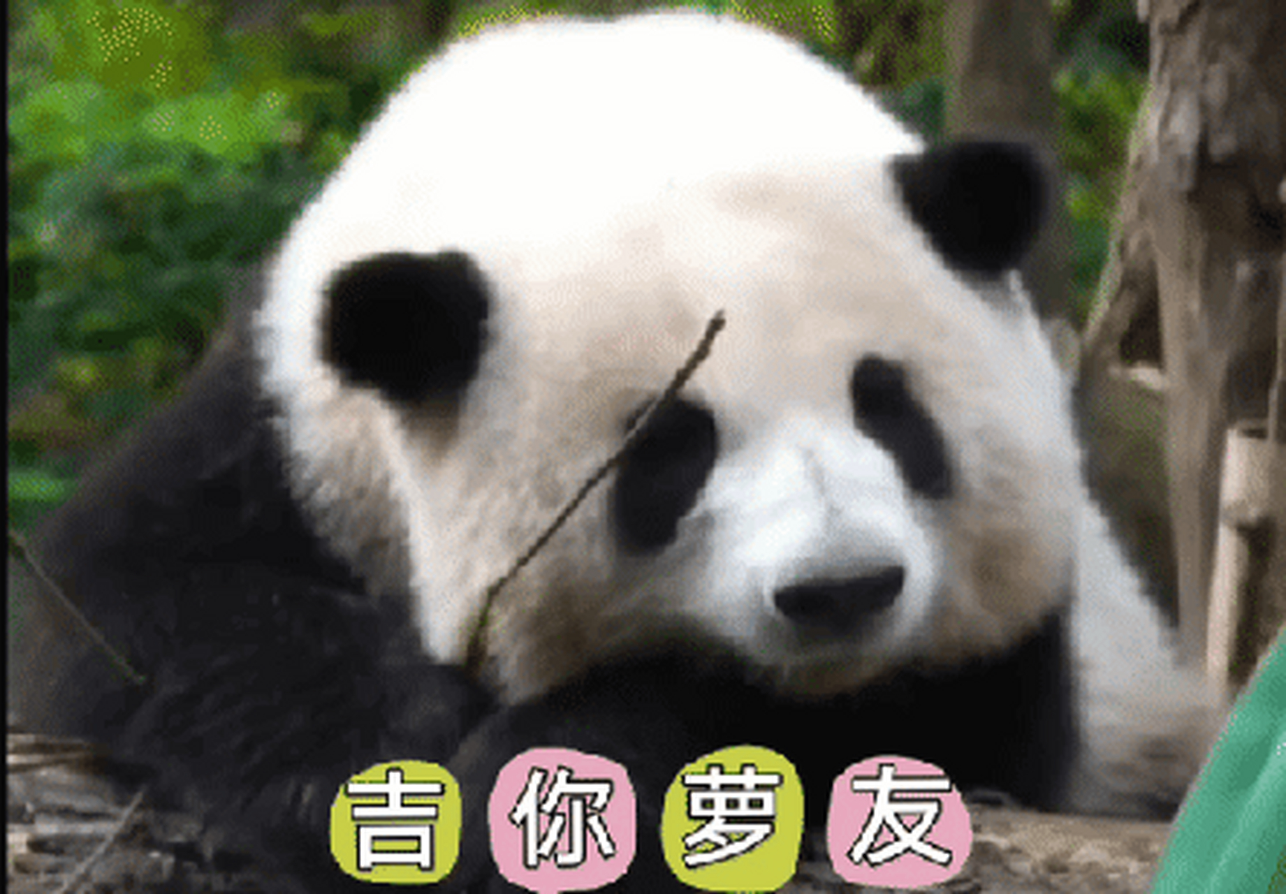 广东话表情包熊猫图片
