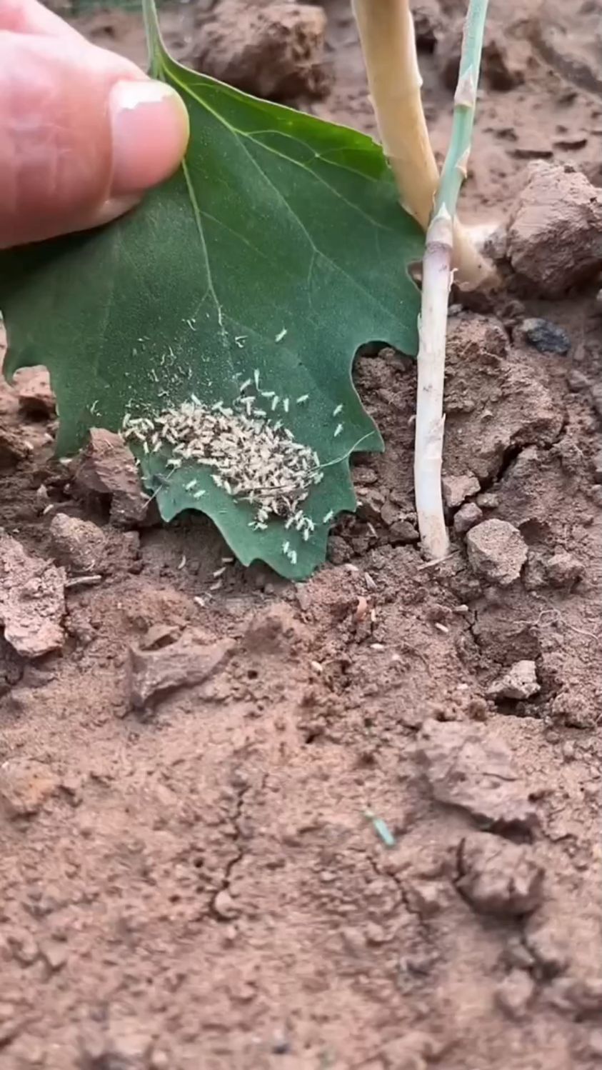 金蝉人工养殖知了猴幼虫幼苗爬叉农村最火养殖行业你养我回收