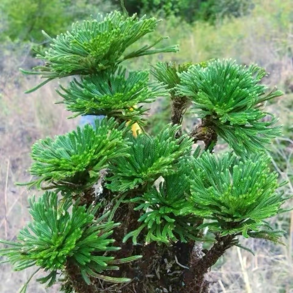 石崖上的一种野草"石柏",晒干后遇水又能活,您认识吗