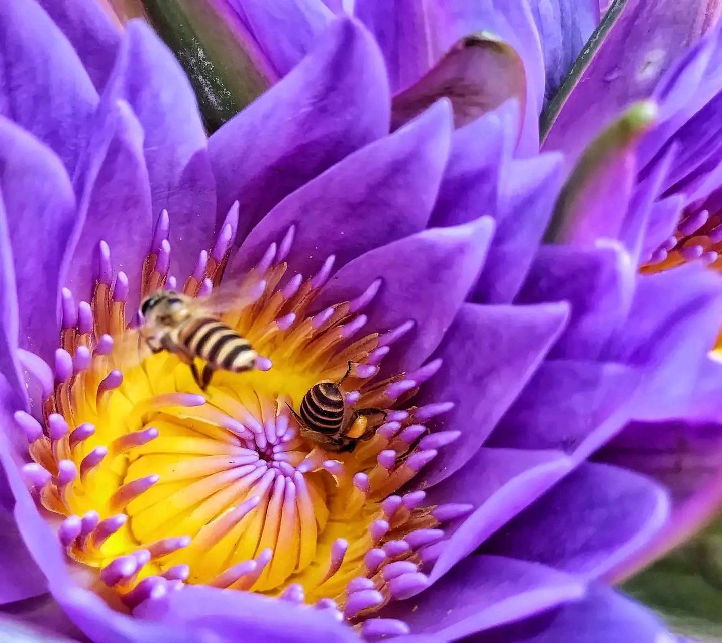 紫色睡莲的花朵非常撩人,外形美观,颜色淡雅,圣洁而美丽!