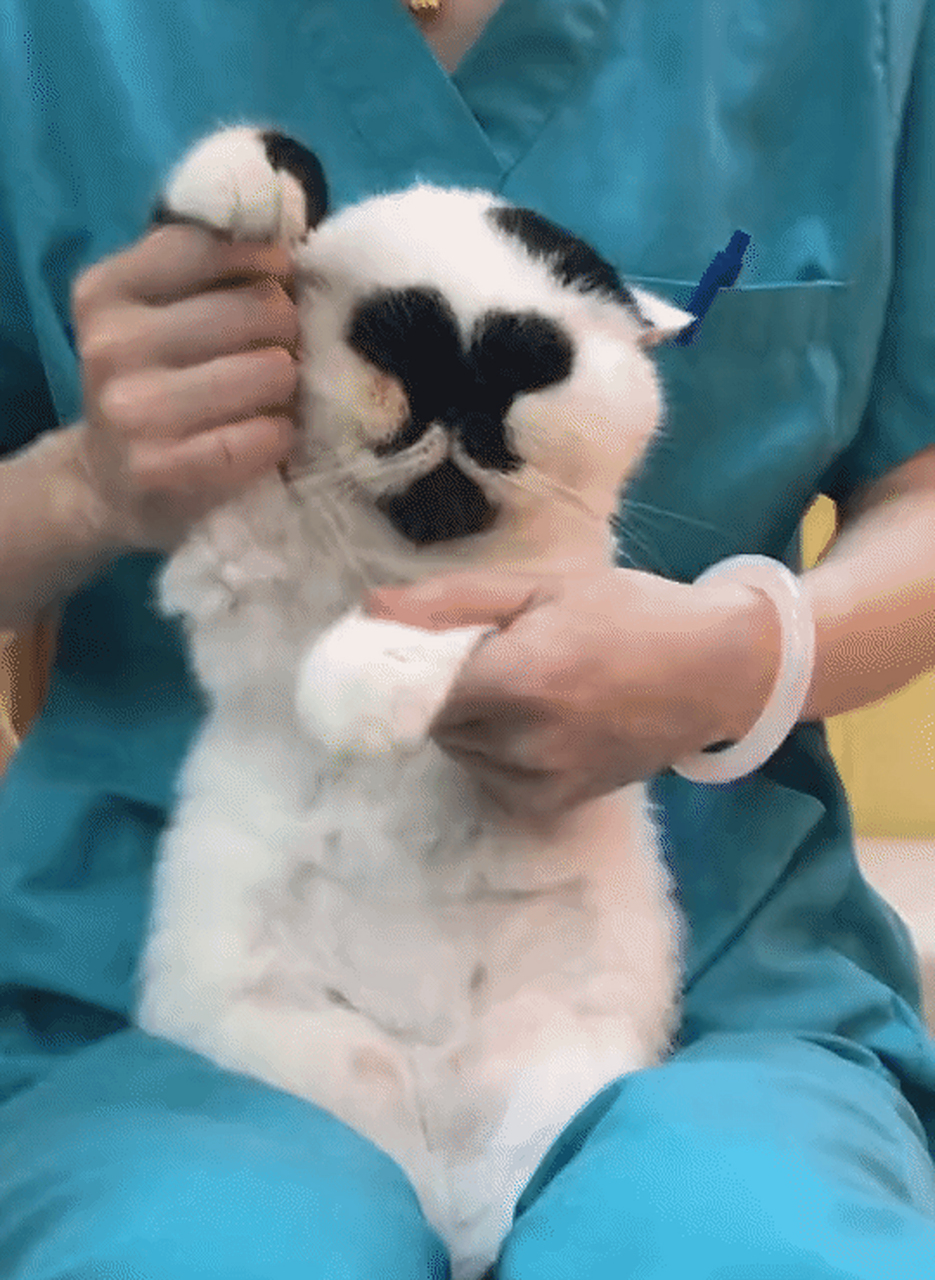 五官没长开的猫咪