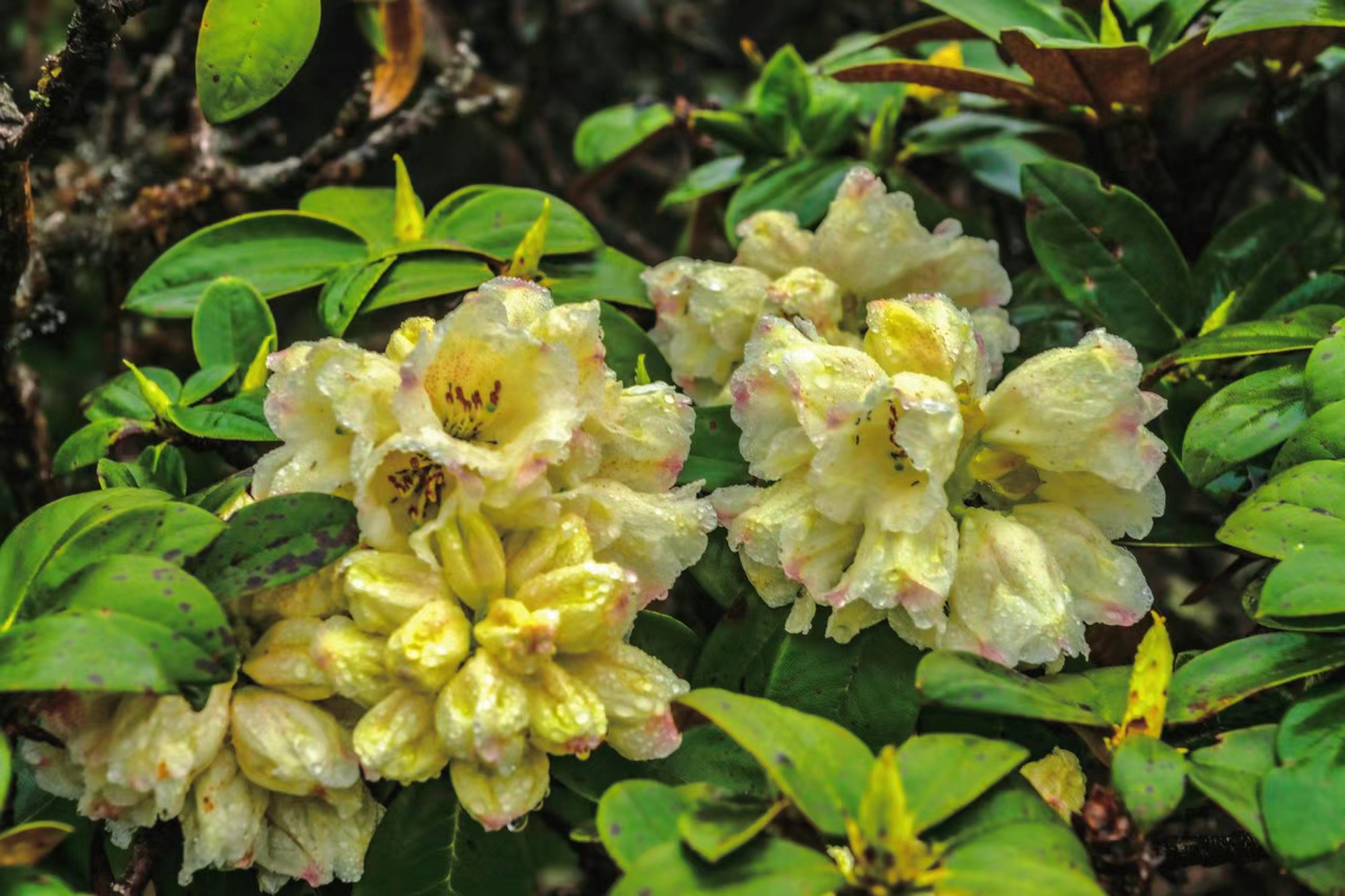 ai共创计划# 盛夏时节,大理苍山洗马潭漫山遍野的杜鹃花竞相绽放.