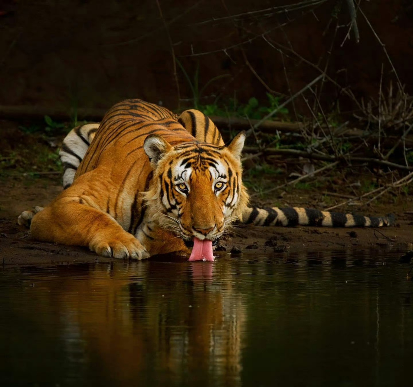 顶级压迫感【insmithunhphotography】 来自顶级猎食动物的压迫感.