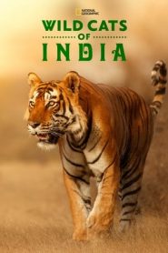 印度野生大猫在线观看
