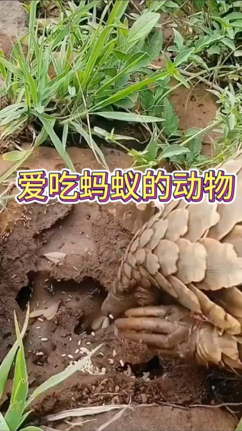 这只动物居然爱吃蚂蚁,把我都看懵逼了呀