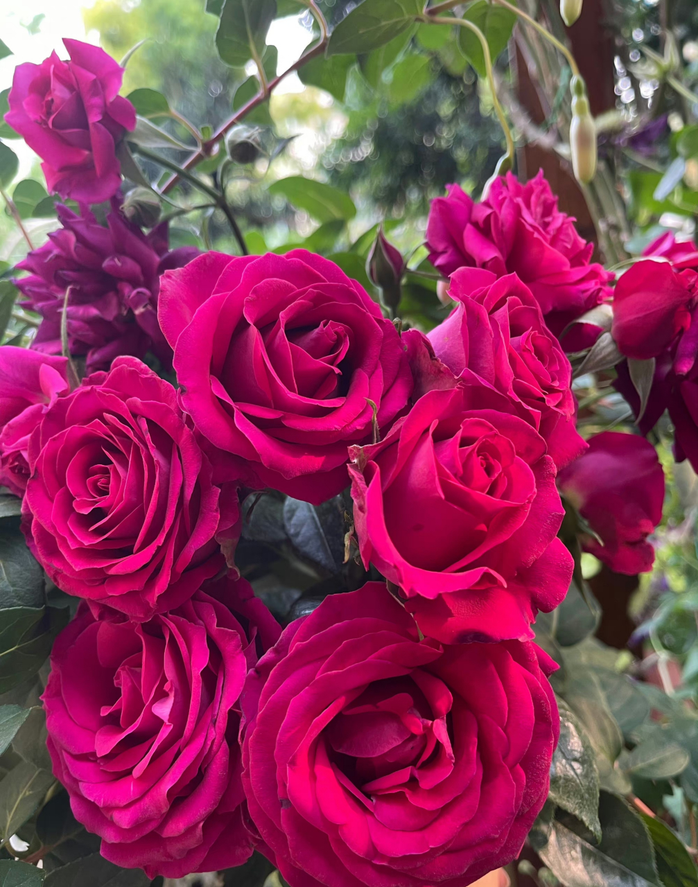 美人丽芙——来自玫昂的一款耐热性很不错的月季,她的植株在高温下