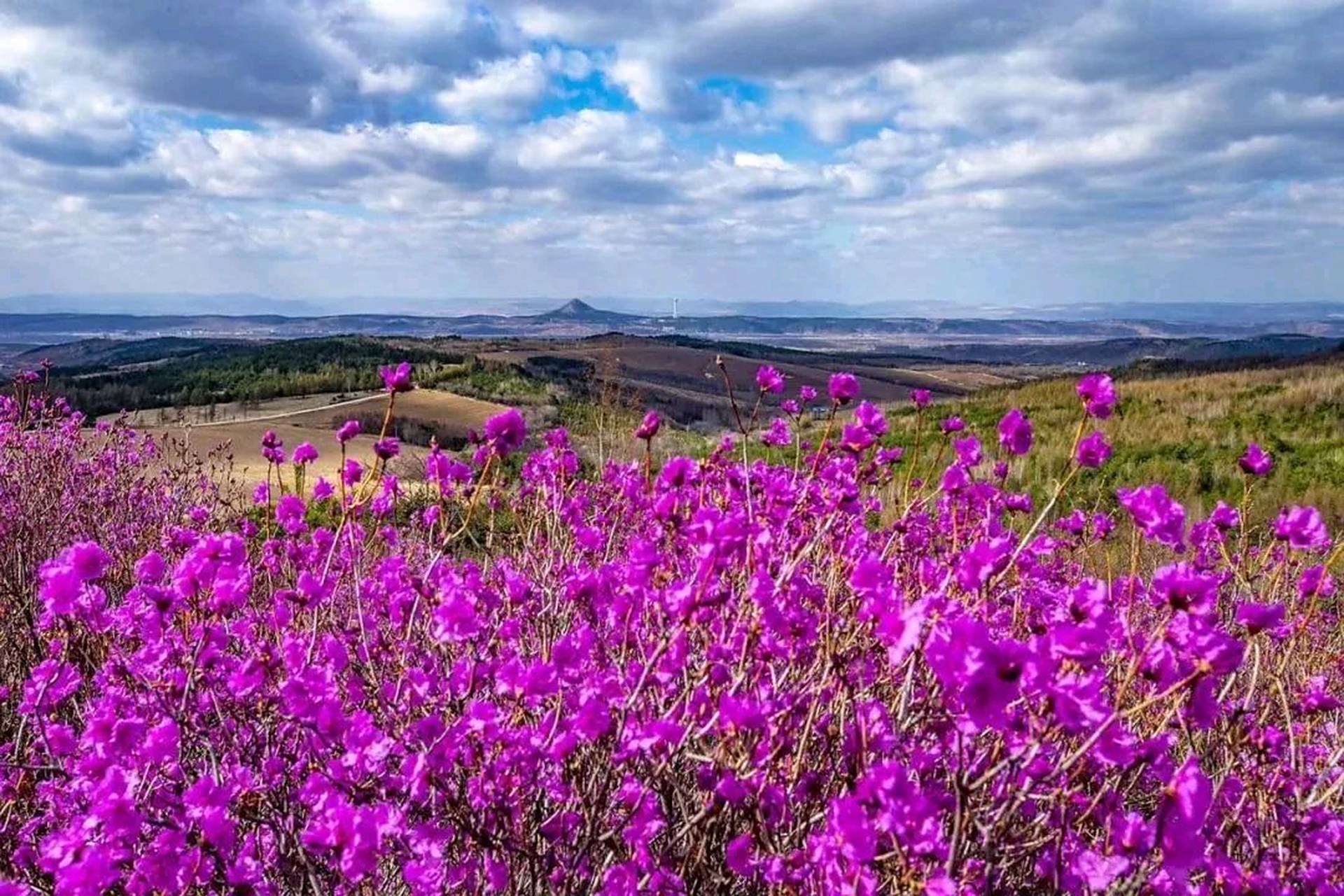 它是延边州的州花,也是延吉市的市花,延边人对金达莱情有独钟.
