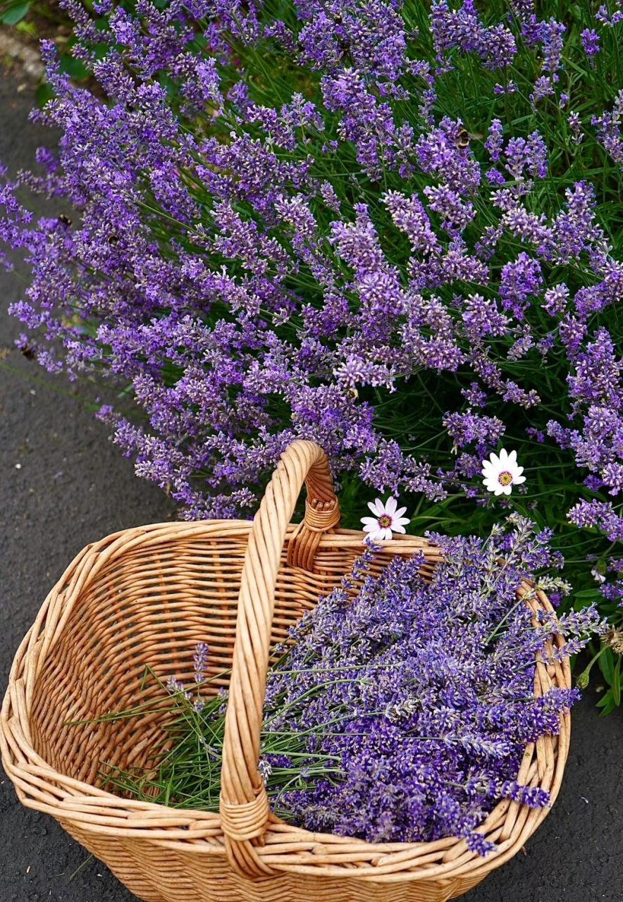 english lavender是所有薰衣草里味道最为浓郁芳香的,也是做香料最好