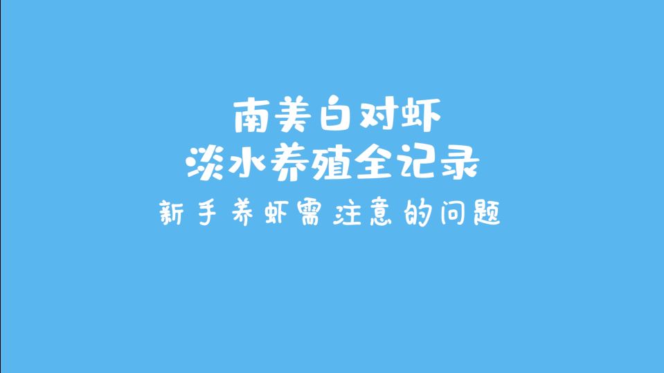 南美白对虾养殖新手需要注意哪些问题?