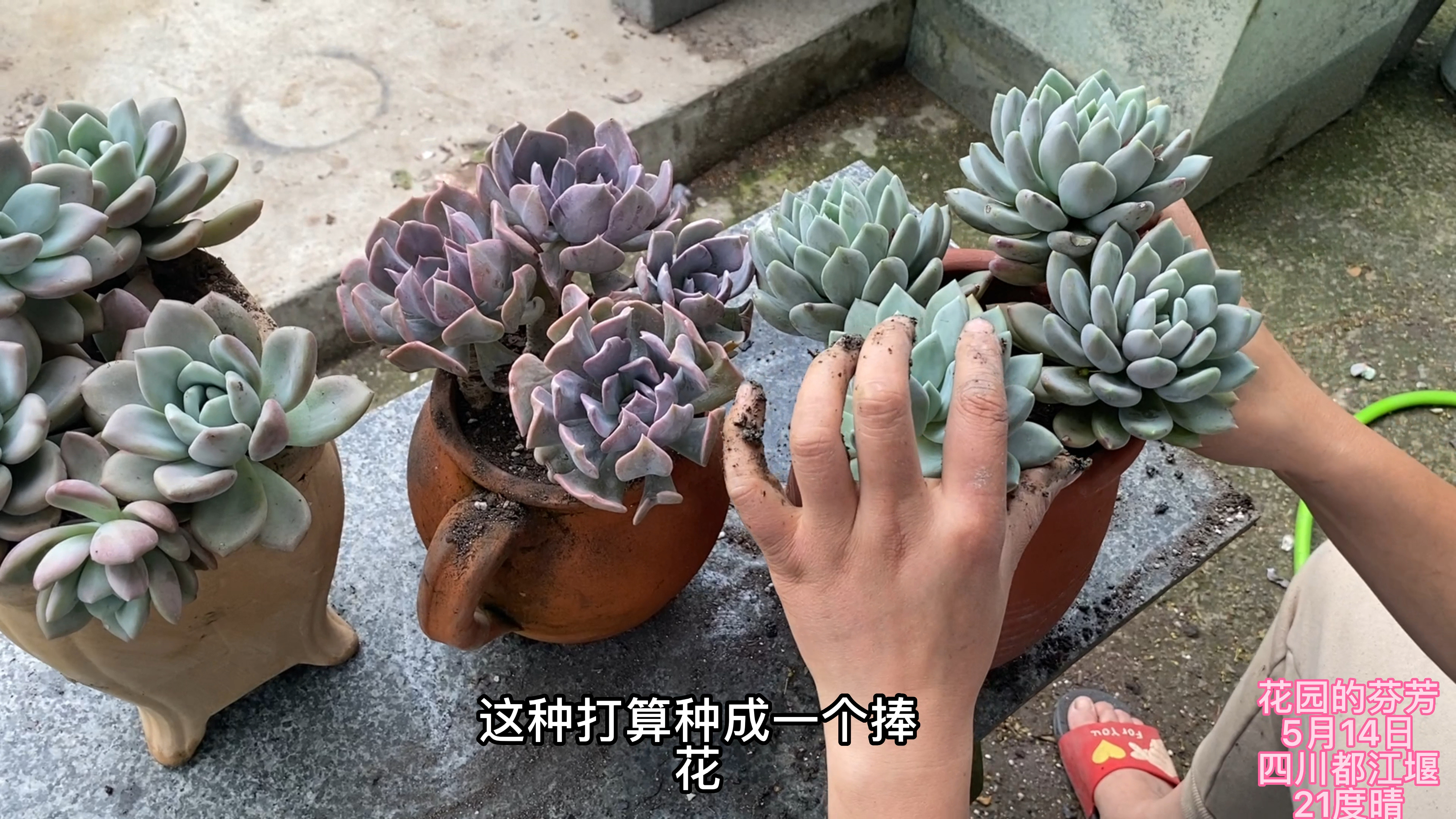 种3盆超级好养,随便露养度夏的老桩多肉,都是我喜欢的
