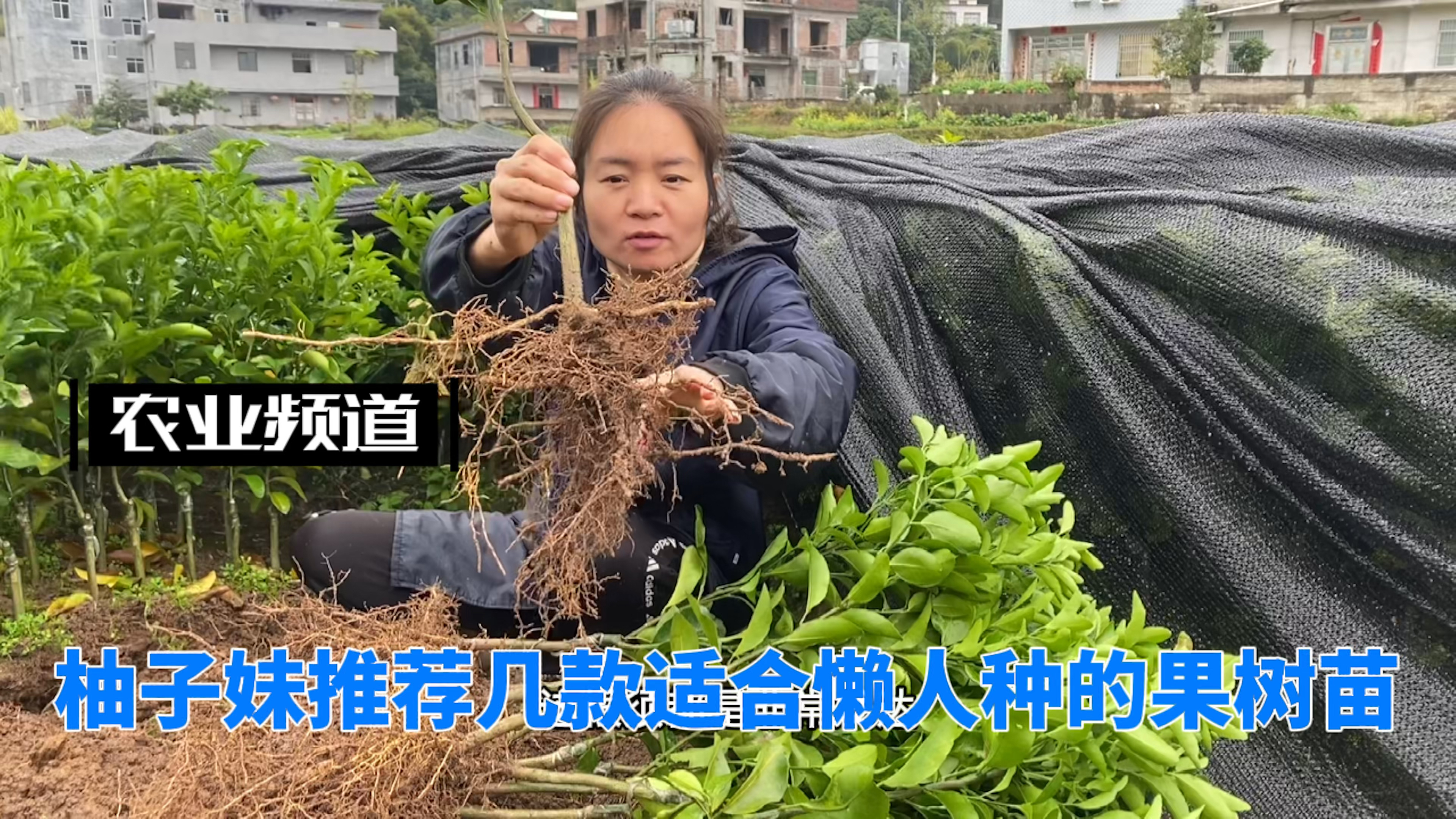 几款适合懒人种水果苗!柚子妹的果苗值得信任