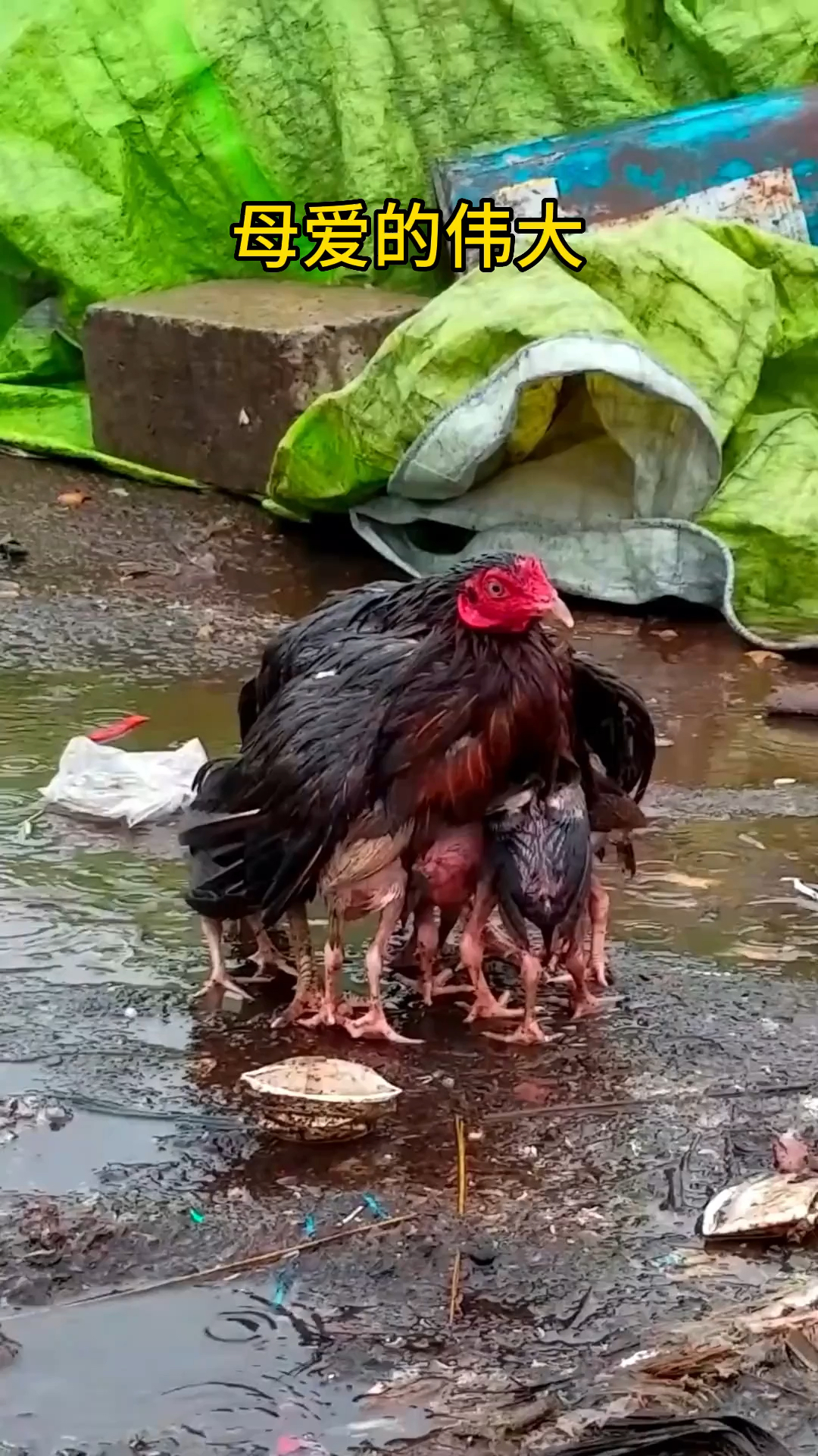 雨中护小鸡图图片