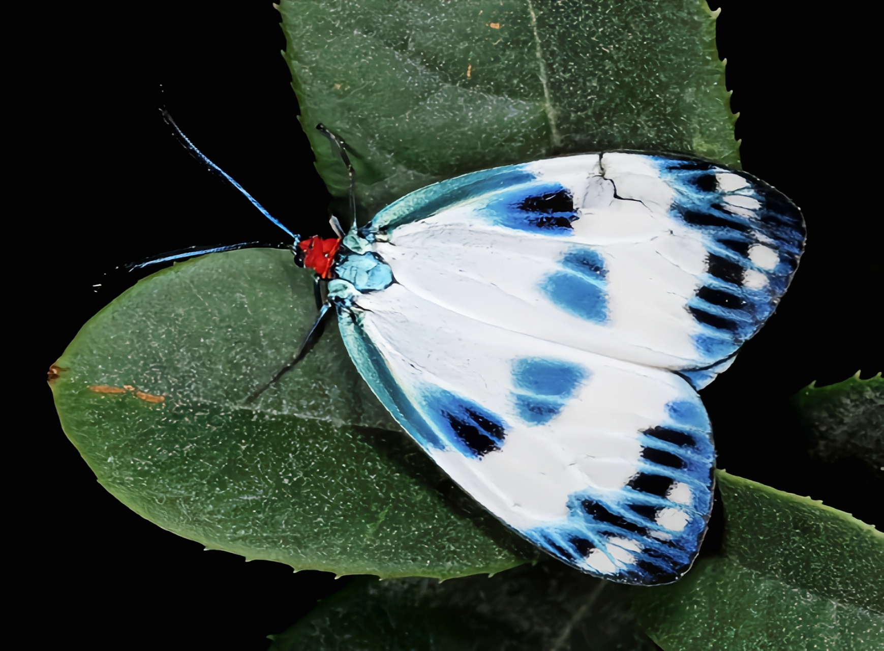 一种昆虫——光辉萤斑蛾 光辉萤斑蛾别名绿脉白斑蛾,是鳞翅目,斑蛾科
