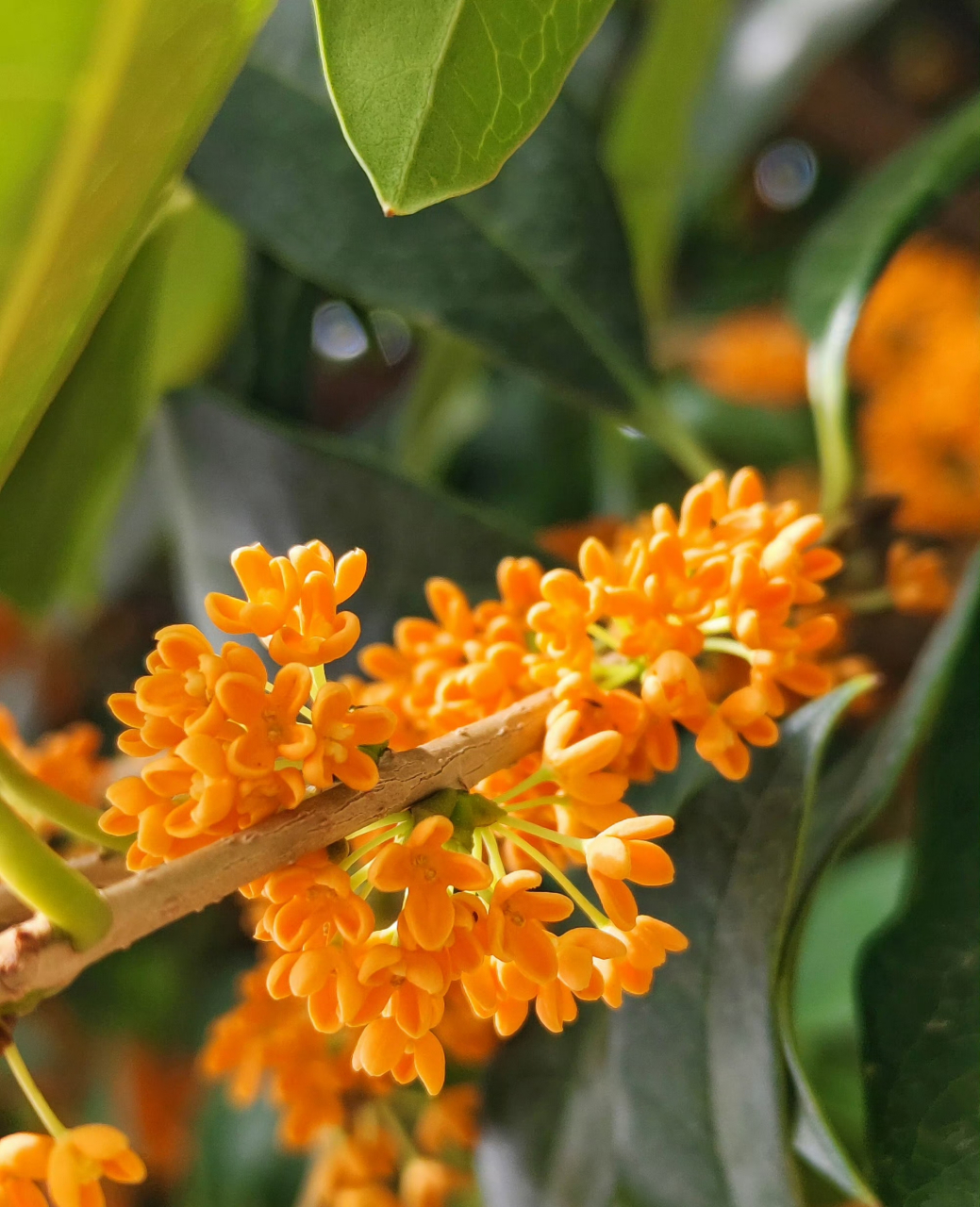 秋日淡淡花香 秋天的时候这个花最绽放 金色的桂花正