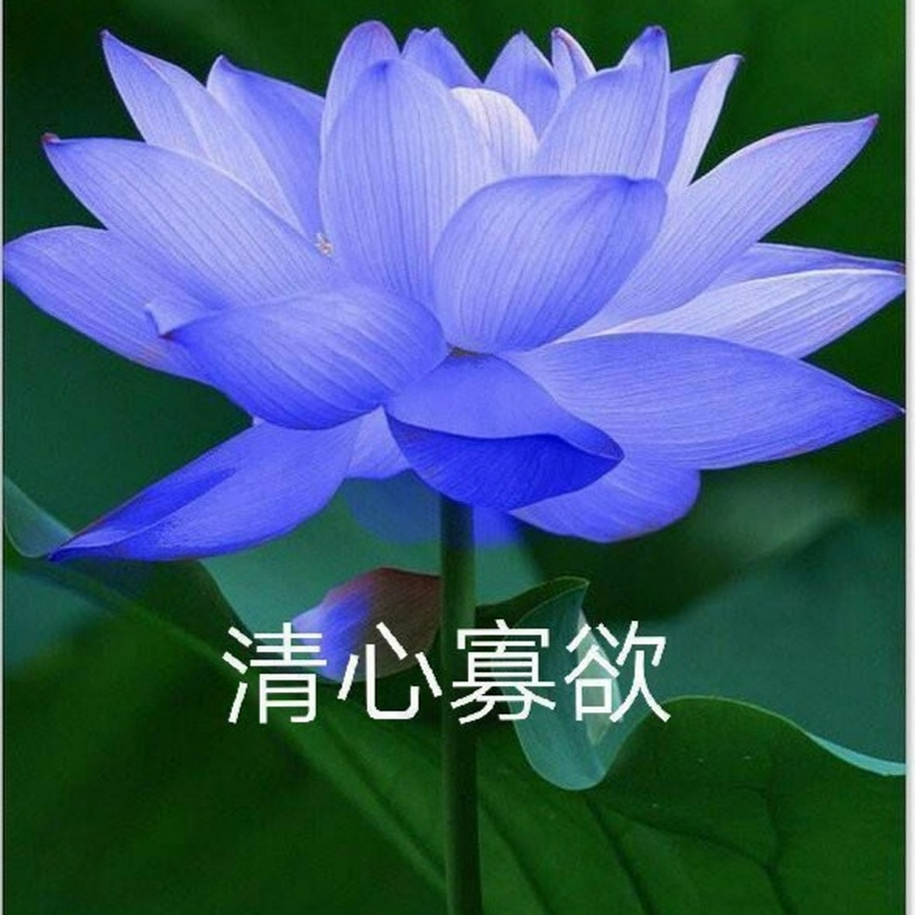 治愈心情的自然美景# 适合当头像的荷花图片2